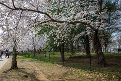 2022 Cherry Blossoms 22 Mar 2022 (350)