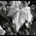 leaf - https://www.flickr.com/people/82321513@N00/
