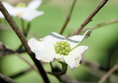 Dogwood Blossom April 10 22