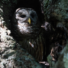Barred Owl in Chiaroscuro