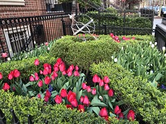 Red tulips and astrolabe, front garden on P Street NW, Dupont Circle, Washington, D.C.