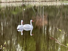 Swans at Walney Pond