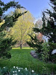 spring in the side yard