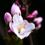 Cherry Tree Blossom by Elaine Robinson