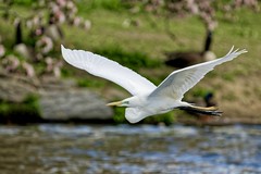 A Great Egret