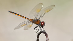 Four-spotted Pennant (immature male)