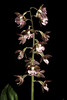 Photo：Calanthe discolor 'Kagoshima 2204' Lindl., Sert. Orchid.: t. 9 (1838). By Motohiro Sunouchi