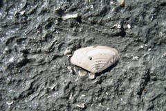 Fossil Clam Shell