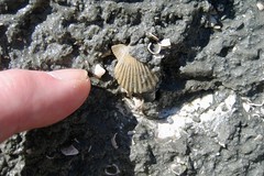 Tiny Chesapecten Fossil