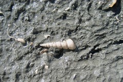 Fossil Turritella Shell