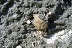 Tiny Chesapecten Fossil