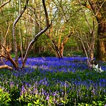 PKso where are the Bluebell fairies then? by Colin Buck