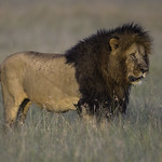 African Lion in his Prime by June Sparham