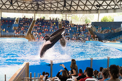 Orca Encounter Show