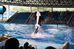 Orca Encounter Show