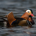 (11) image - Mandarin duck II