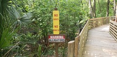 Serious about signs. Serious alligators, too!