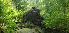 An uprooted tree
