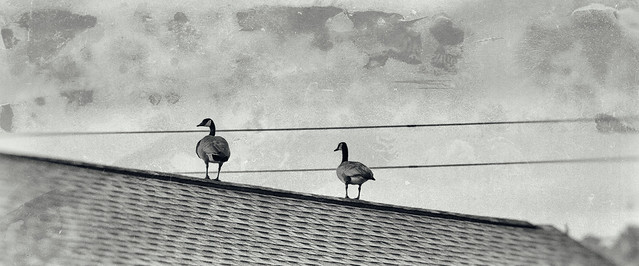 roof geese texture