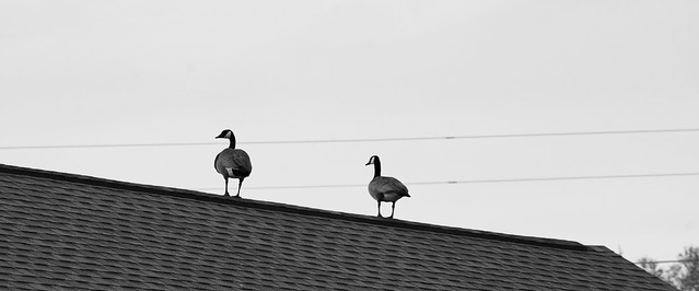 roof geese