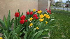 April weather and tulips