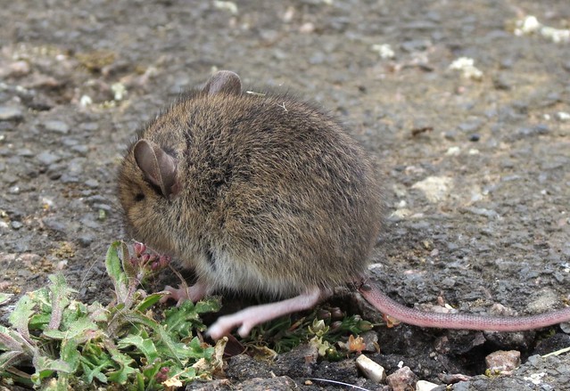 Young Field mouse?
