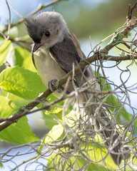 Young Titmouse