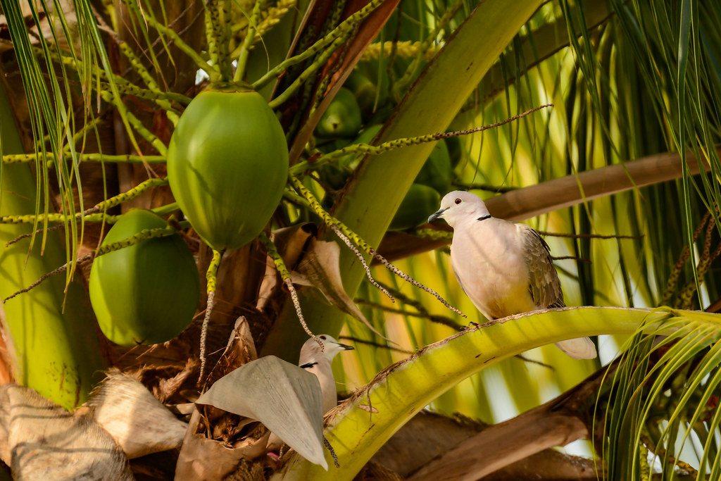 L'Île au pigeon, Caraïbes