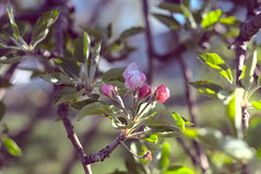 Apple Blossom VI