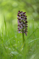 Orchis pourpre - Photo of Labarthe-Inard