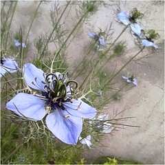 Nigelle - Photo of Gouves