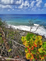 Martinique 2021 - 113 - Photo of Basse-Pointe