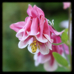 Ancolie / Columbine - Photo of Gouves