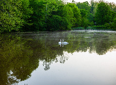 May Morning at Walney Pond