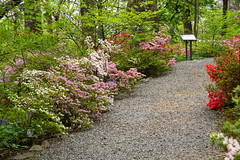 National Arboretum April 25 2022  (586)