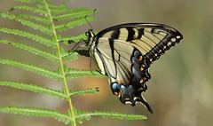 Easter Tiger Swallowtail, Aripeka Sandhills Preserve