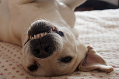 Dog Fun - Photo of Milhaud