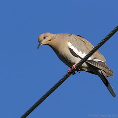 Long toenails on White-winged Dove