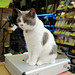 Shopkeeper cat