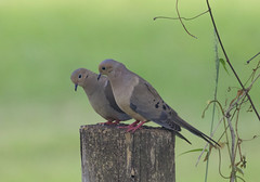Pair of Mourning Doves in Florida