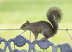Gray Squirrel in Florida