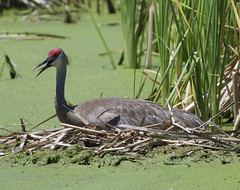 Sandhill Crane on nest in Florida