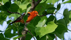 A Scarlet tanager (male), high up in a Tulip Tree