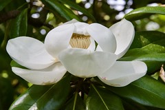 Magnolia blossom May 15 22