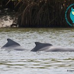 Atlantic humpback dolphins in a mangrove channel in the Saloum Delta, Senegal. Photo courtesy of the CCAHD and the African Aquatic Conservation Fund.