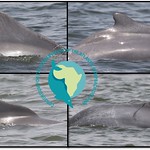 Examples of photos that can be used to identify individual Atlantic humpback dolphins and monitor their movements over time, as well as to generate abundance estimates.