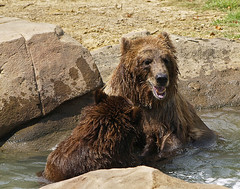 Memphis Zoo 09-02-2010 - Grizzly Bears 9