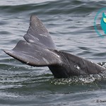 Atlantic humpback dolphin tail with tooth rake scarring, caused by interactions between dolphins in the Saloum Delta, Senegal.  Photo courtesy of the CCAHD and the African Aquatic Conservation Fund.