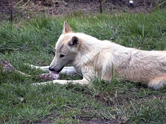 Memphis Zoo 09-02-2010 - Gray Wolf 39