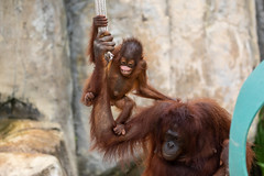 3 month old Orangutan  and mom